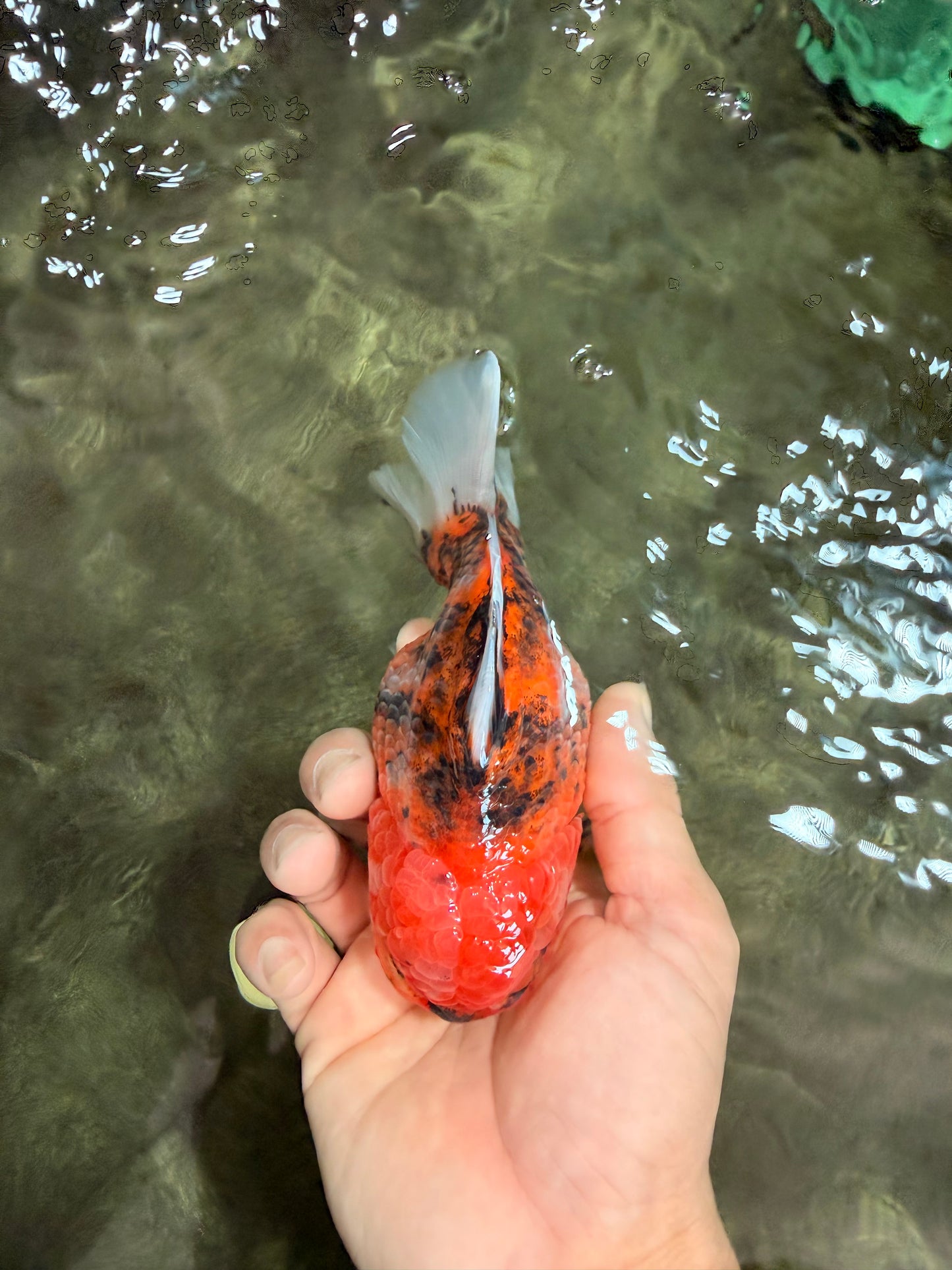 A Grade Tiger Yuanbao Male 5-5.5 inches #080726YB_25