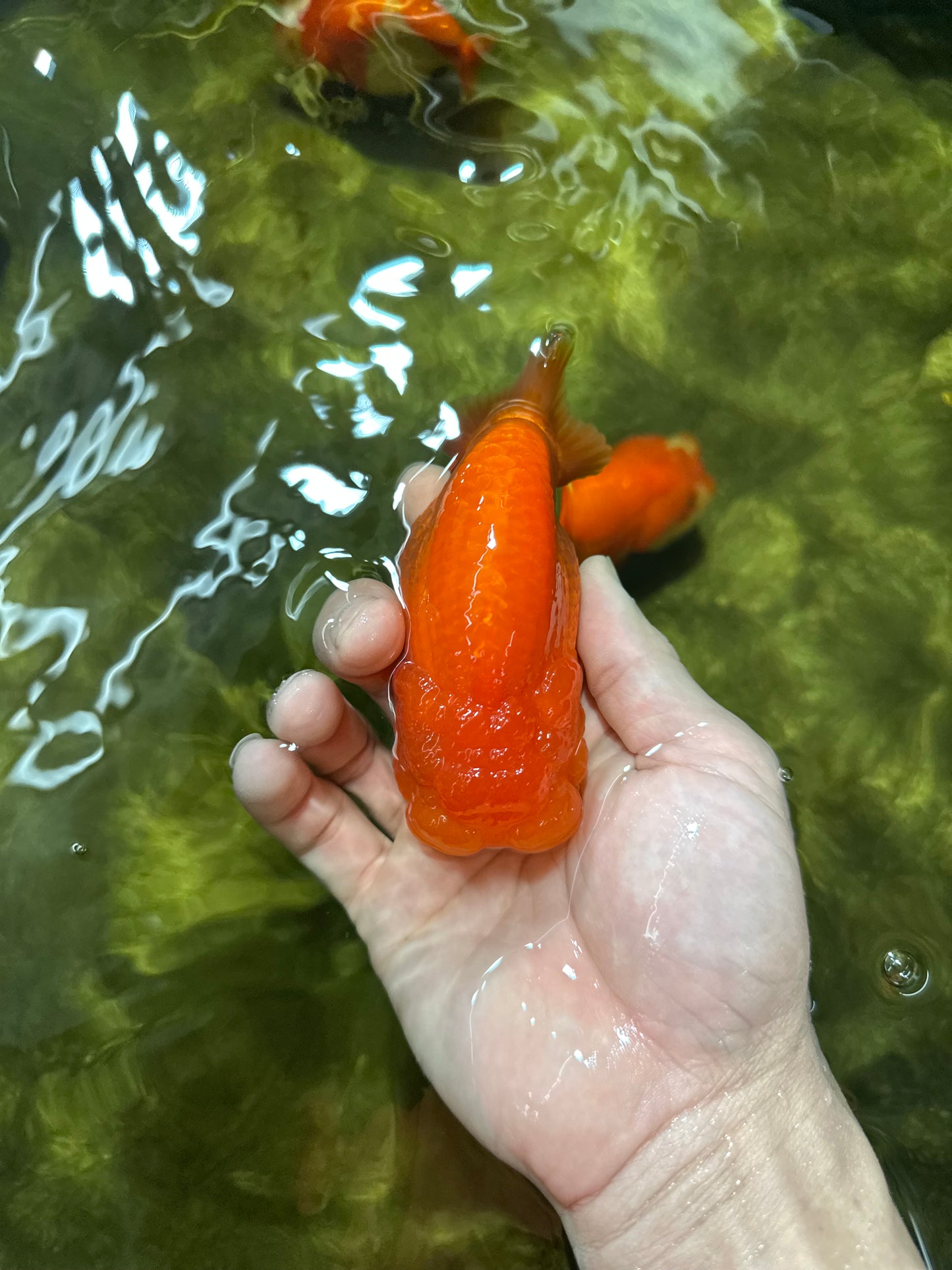 SUPER TOMATO AAA Grade Chubby Red LionQueen 4-4.5 inches #041825LC_06