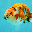 CHUBBY AAA Grade Diamond Scale Tricolor  Ranchu Male 5.5-6 inches #101626RC_26