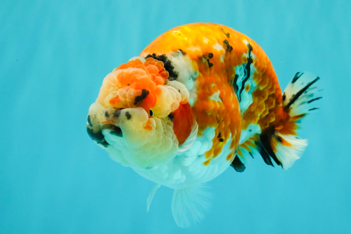 CHUBBY AAA Grade Diamond Scale Tricolor  Ranchu Male 5.5-6 inches #101626RC_26