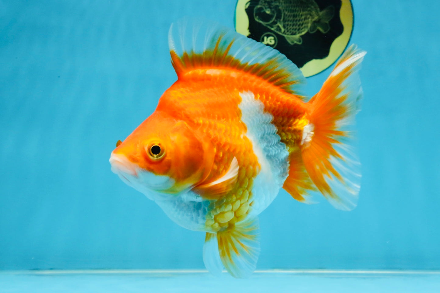 A Grade Red White Ryukin Female 5.5 inches #111425RK_05