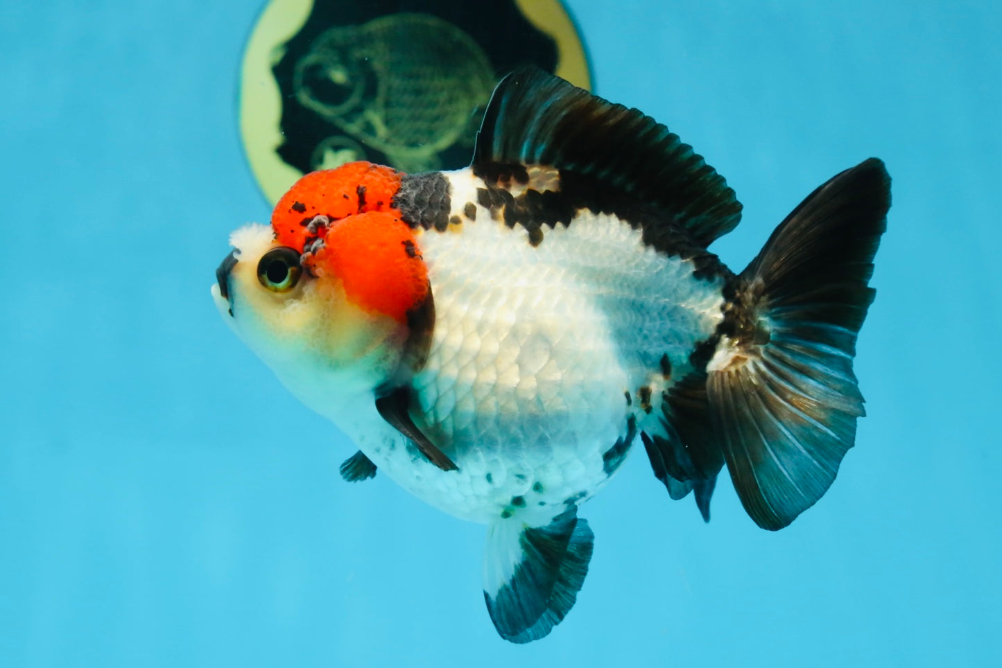 Pompom Tricolor Yuanbao Female 4.5 inches #072525YB_05