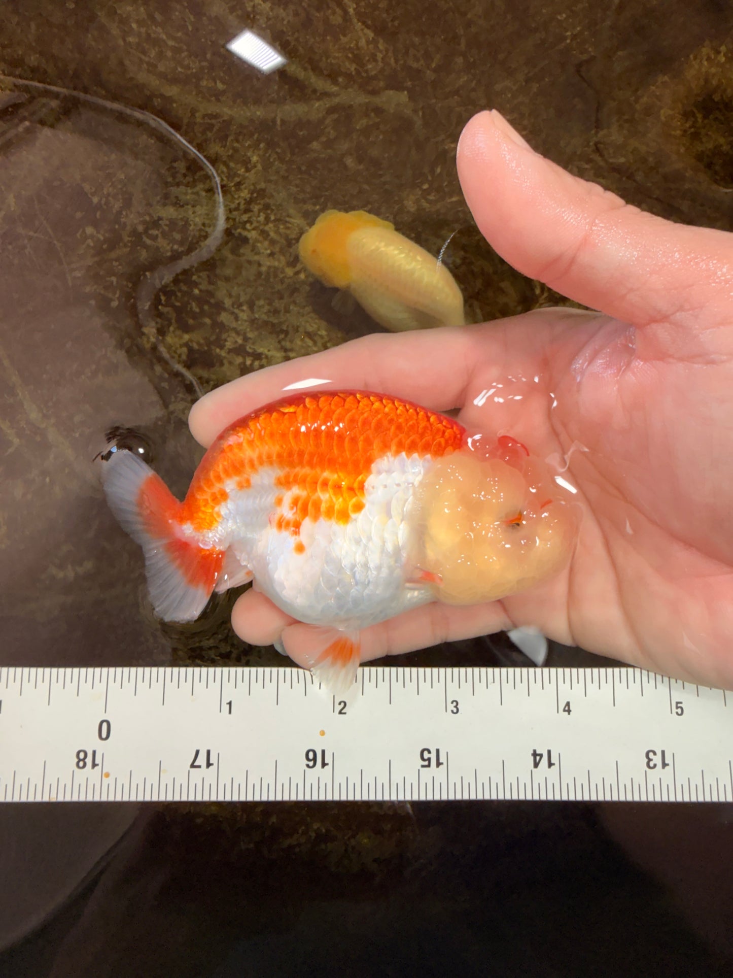 AAA Grade Young Red White LionQueen 4 inches #101025LC_05