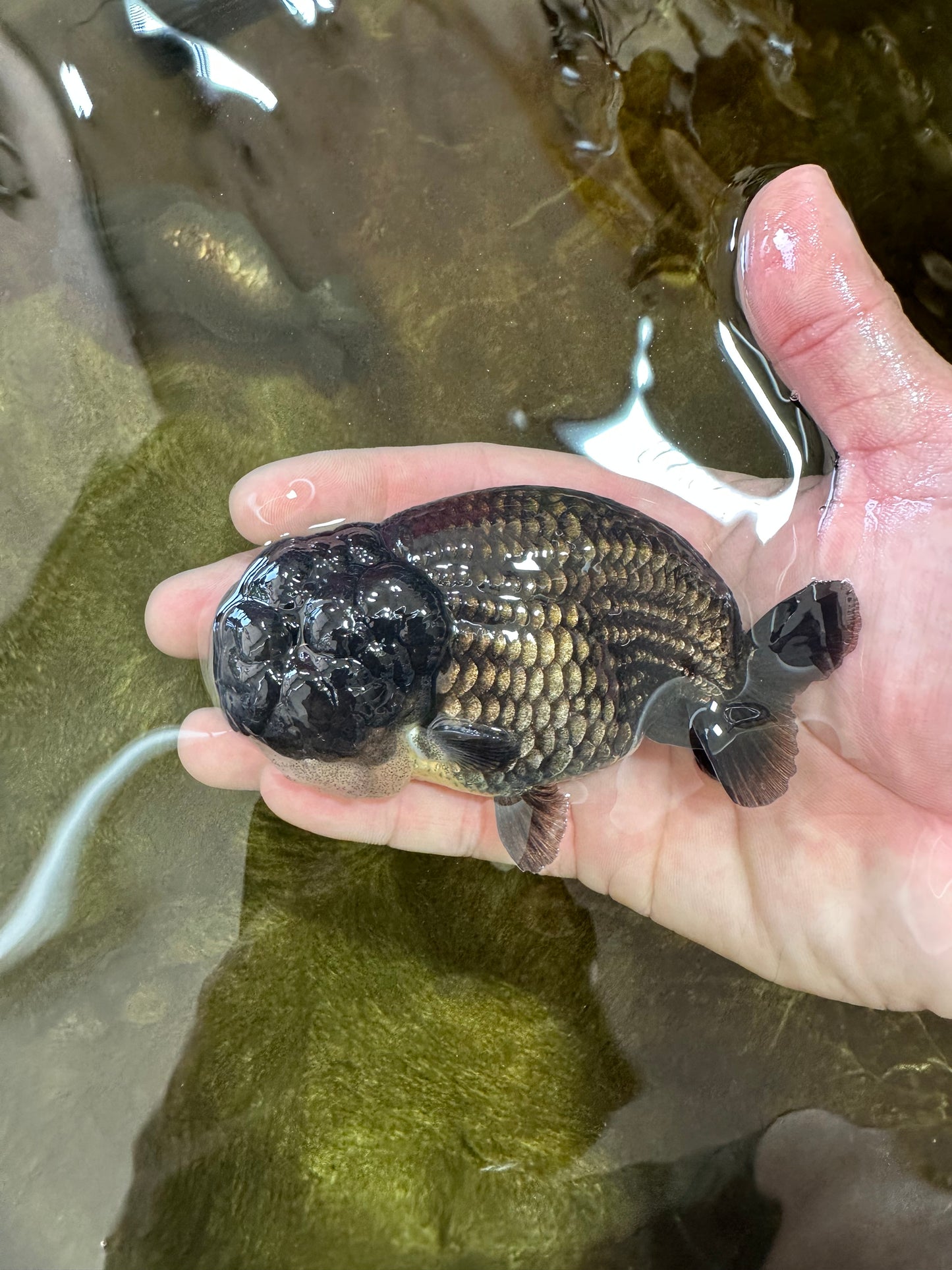 A Grade BIG WEN Black LionKing 4-4.5 inches #062025LC_09