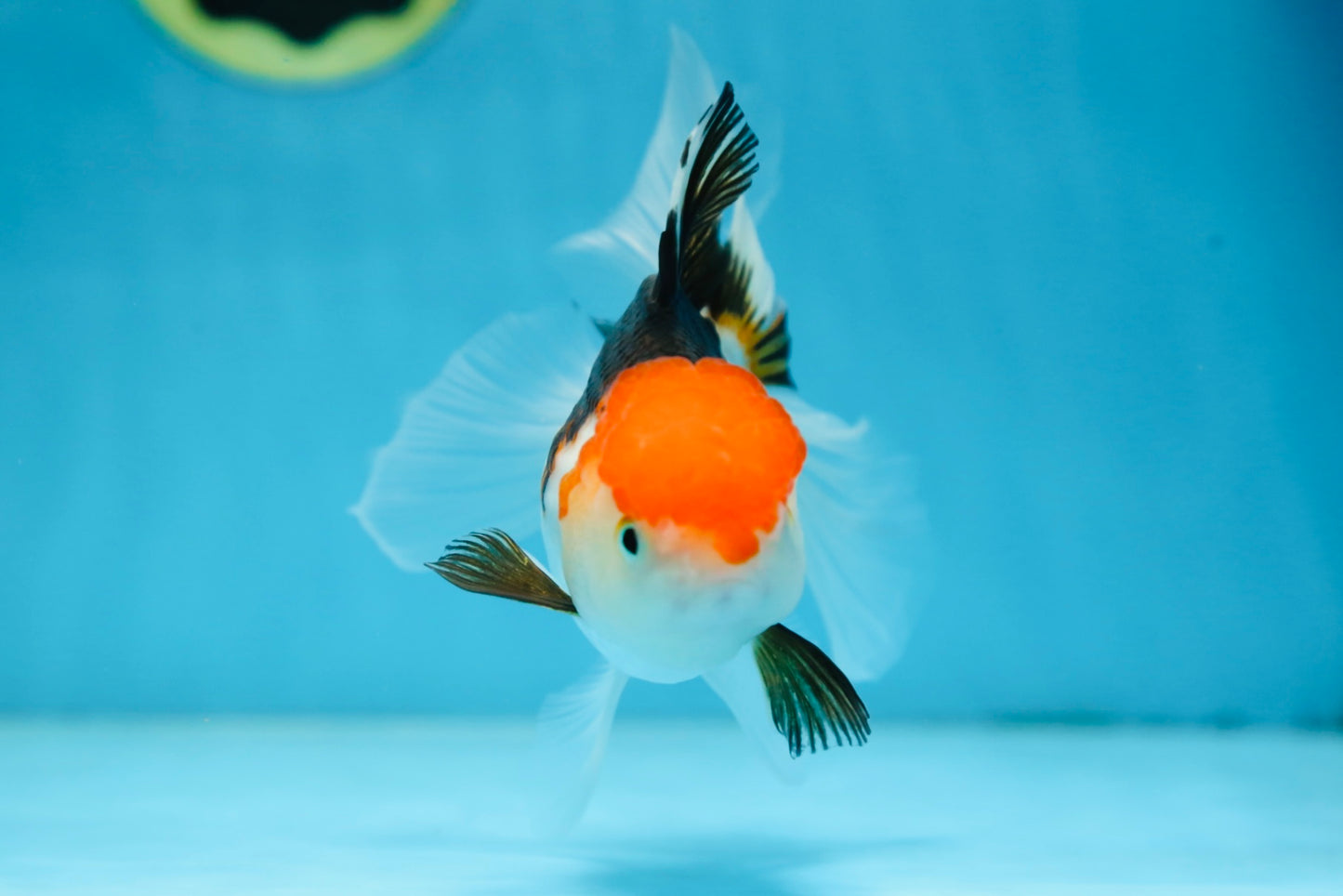 Tricolor Oranda Female 5.5 inches #091225OR_19