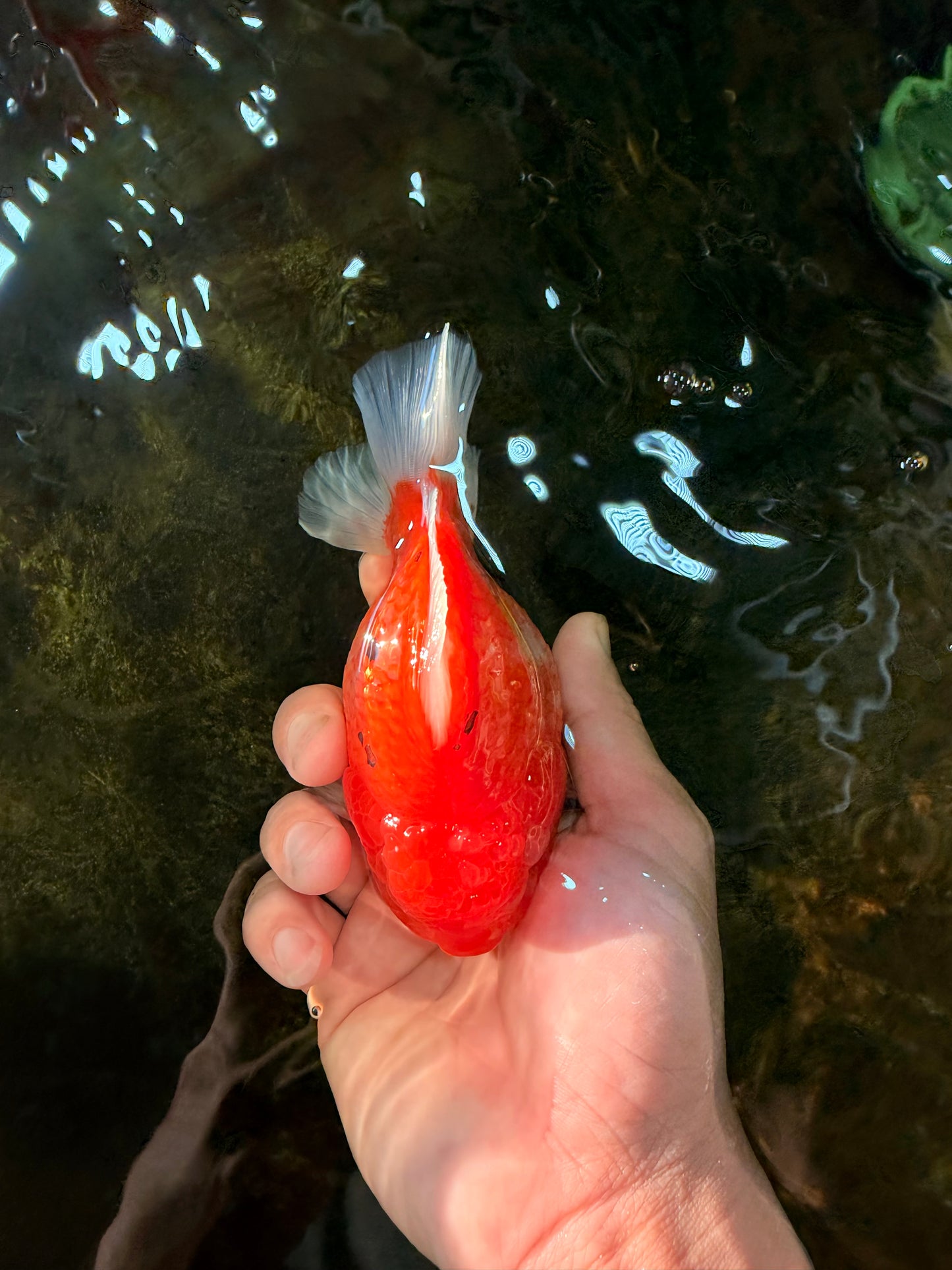 PUMPKIN A Grade  Sakura Yuanbao Male 4.5 inches #101725YB_29