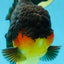 AAA Grade Godzilla Apache Oranda Male 5.5 inches #050925OR_55