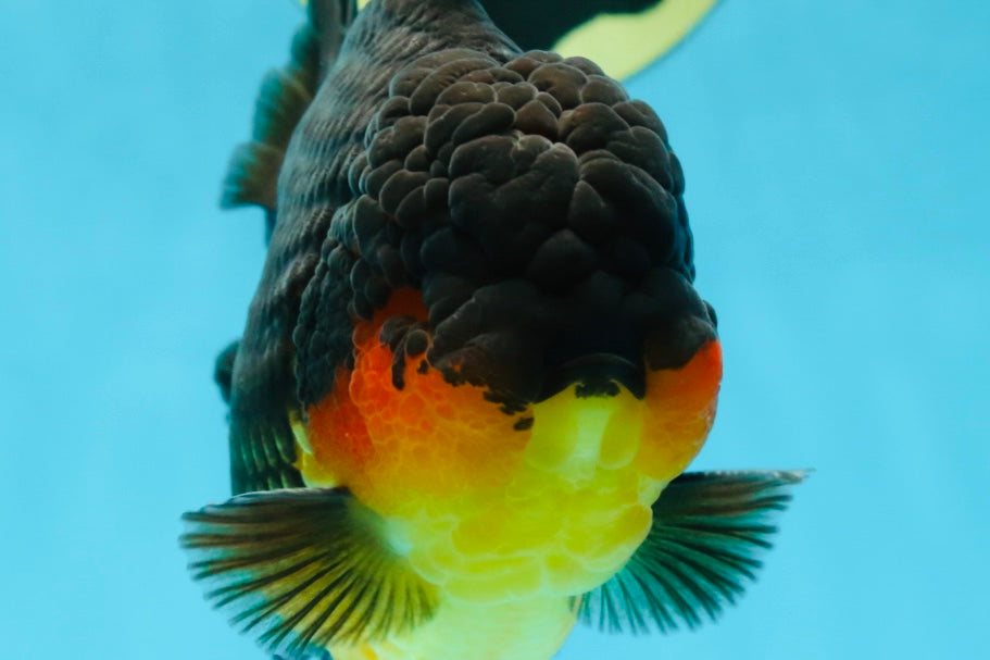 AAA Grade Godzilla Apache Oranda Male 5.5 inches #050925OR_55
