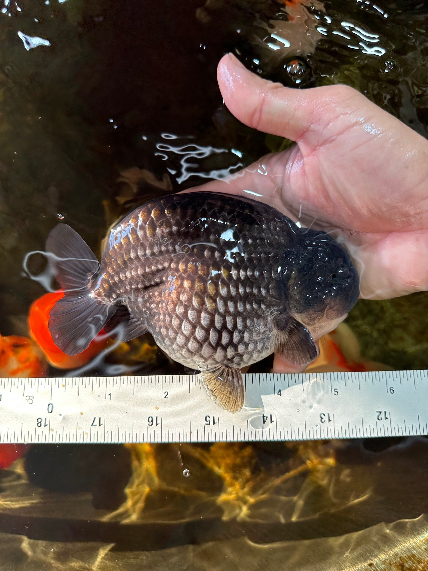 AAA Grade Black Blue LionKing 5.5 inches #082225LC_03