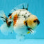 SPECIAL AAA Grade Marble Yuanbao Male 5.5 inches #041026YB_28