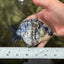 A Grade Tiger Blue Base Ranchu Female 4.5 inches #081426RC_21