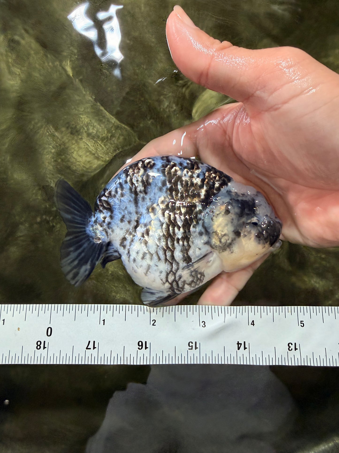 A Grade Tiger Blue Base Ranchu Female 4.5 inches #081426RC_21