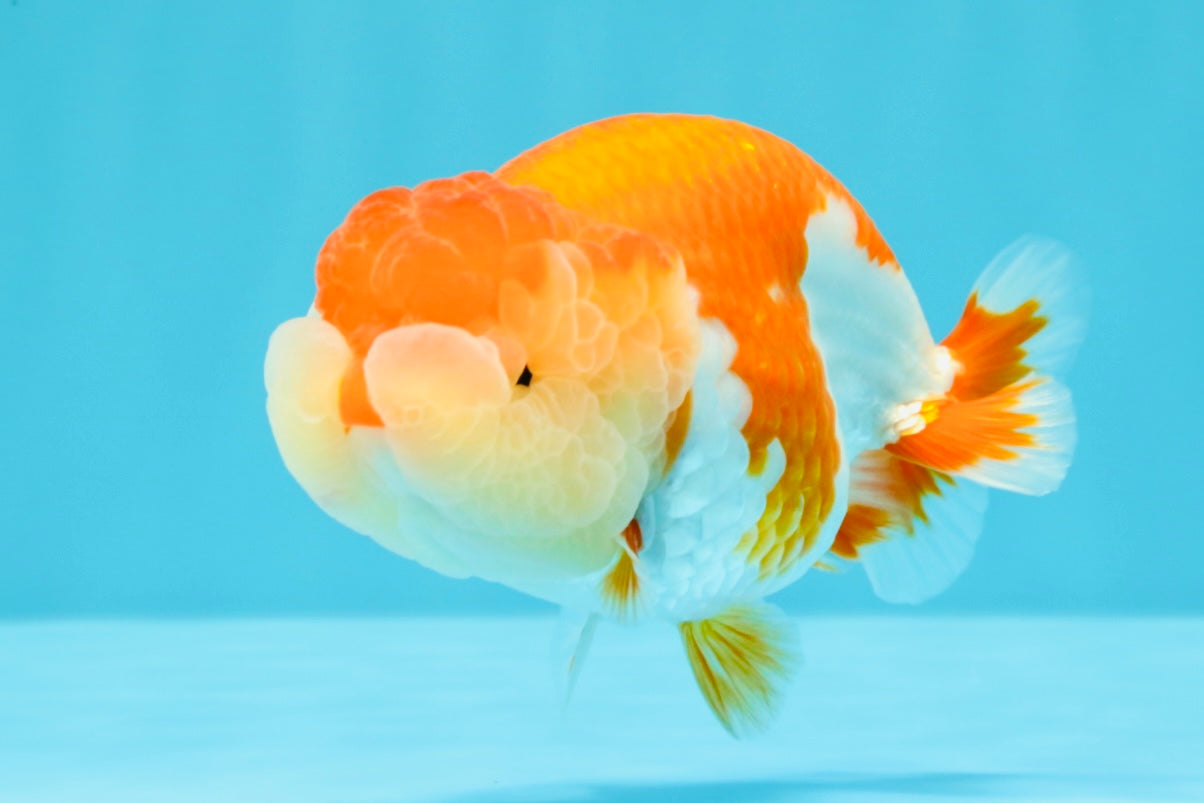 AAA Grade Peekaboo Dragon Head Red White LionQueen 4.5 inches #022726LC_27