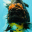 A Grade Kirin Oranda Female 7 inches #071726OR_05