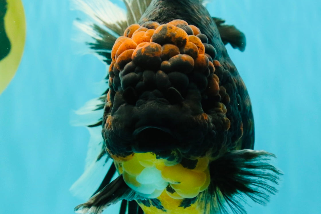 A Grade Kirin Oranda Female 7 inches #071726OR_05