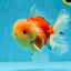 A Grade Sakura Oranda Male 4.5-5 inches #052325OR_06