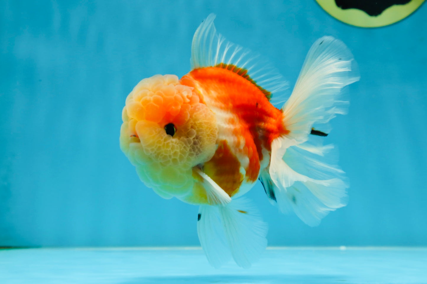 A Grade Sakura Oranda Male 4.5-5 inches #052325OR_06