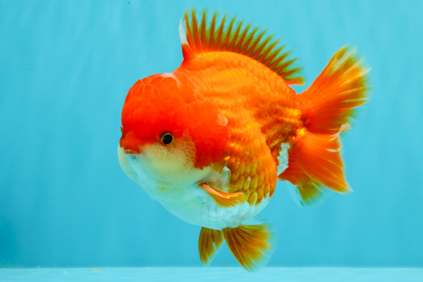 CHONKY AAA Grade Godzilla Red White Yuanbao Male 5.5-6 inches #031326YB_22