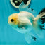 A Grade Panda Black Nose Button Eyes Oranda Female 5 inches #111524OR_19