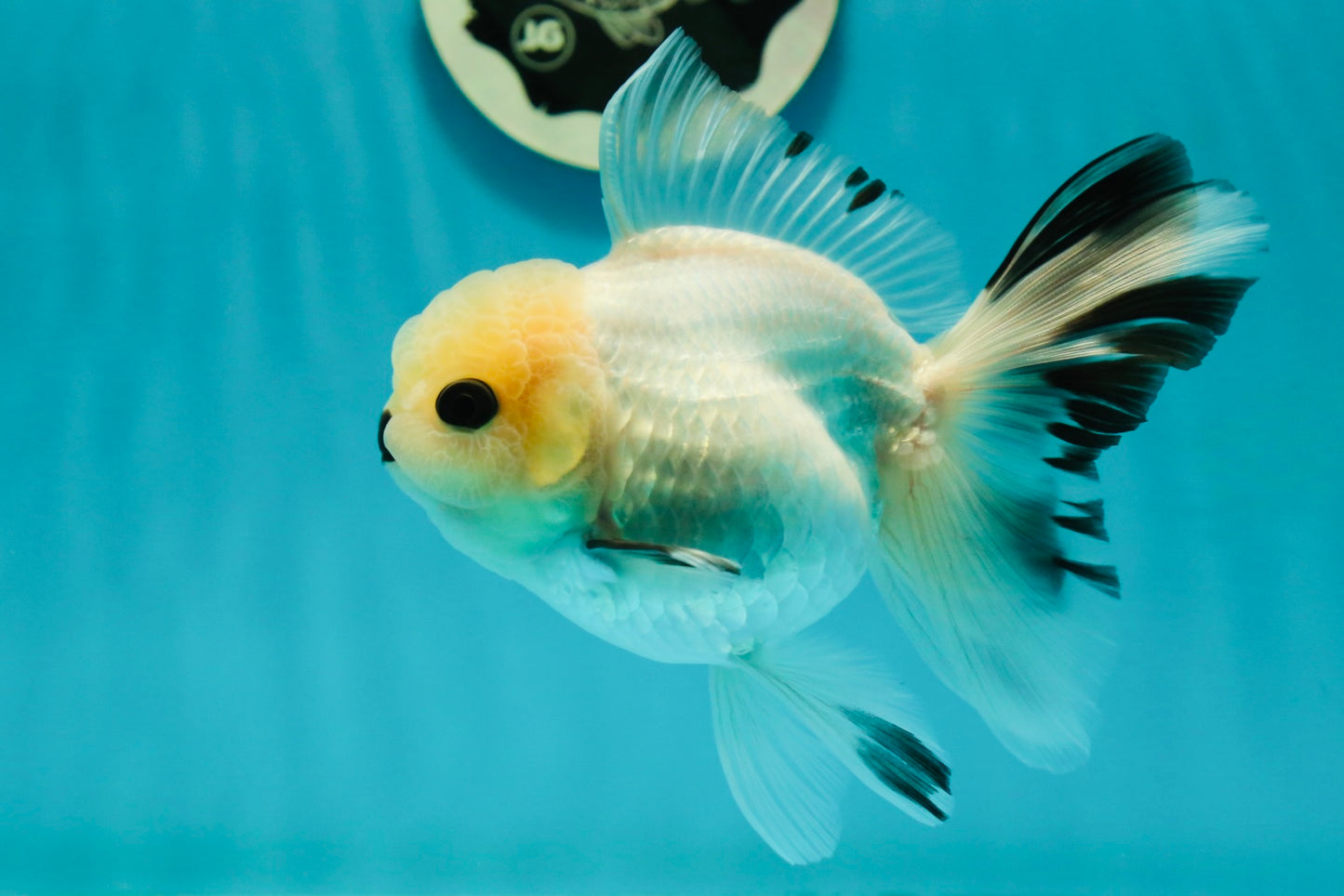 A Grade Panda Black Nose Button Eyes Oranda Female 5 inches #111524OR_19