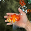 Red White Oranda Male 5.5 inches #081426OR_07