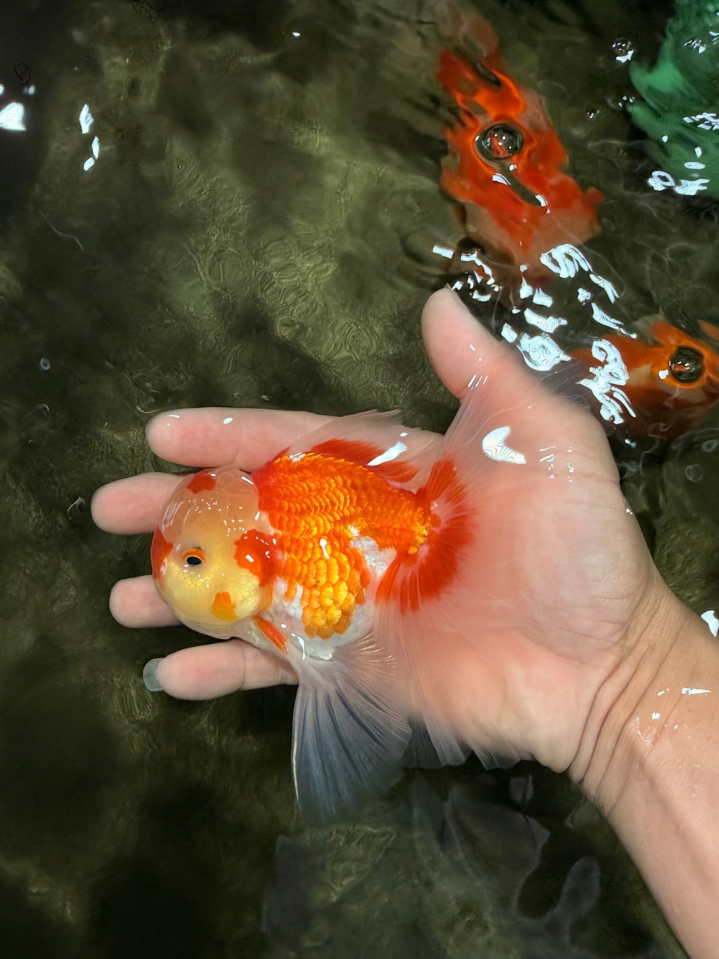 Red White Oranda Male 5.5 inches #081426OR_07