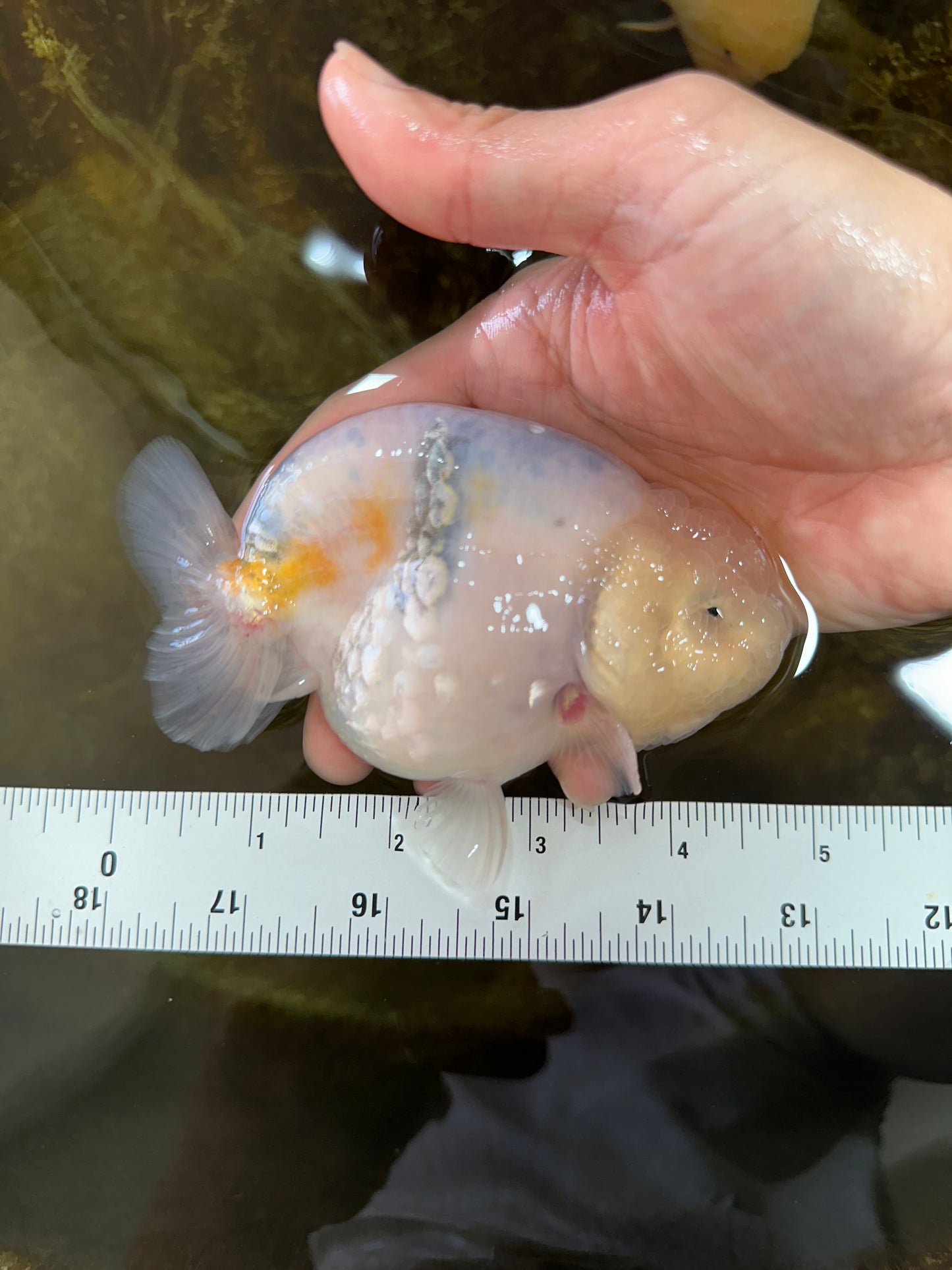 A Grade Marble LionKing Male 4.5-5 inches #070425LC_12