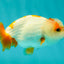 Red White Kohaku Lionchu Female 3.5-4 inches #1018LC_02