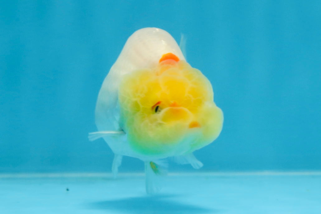 AAA Grade Lemonhead LionQueen 3.5 inches #101725LC_09