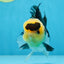 A Grade SPECIAL Panda Button Eyes Oranda Male 4.5-5 inches #072525OR_09