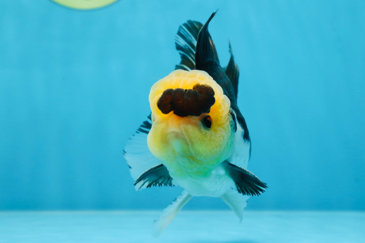 A Grade SPECIAL Panda Button Eyes Oranda Male 4.5-5 inches #072525OR_09