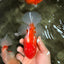 AAA Grade Red White Oranda Male 5.5 inches #072426OR_12