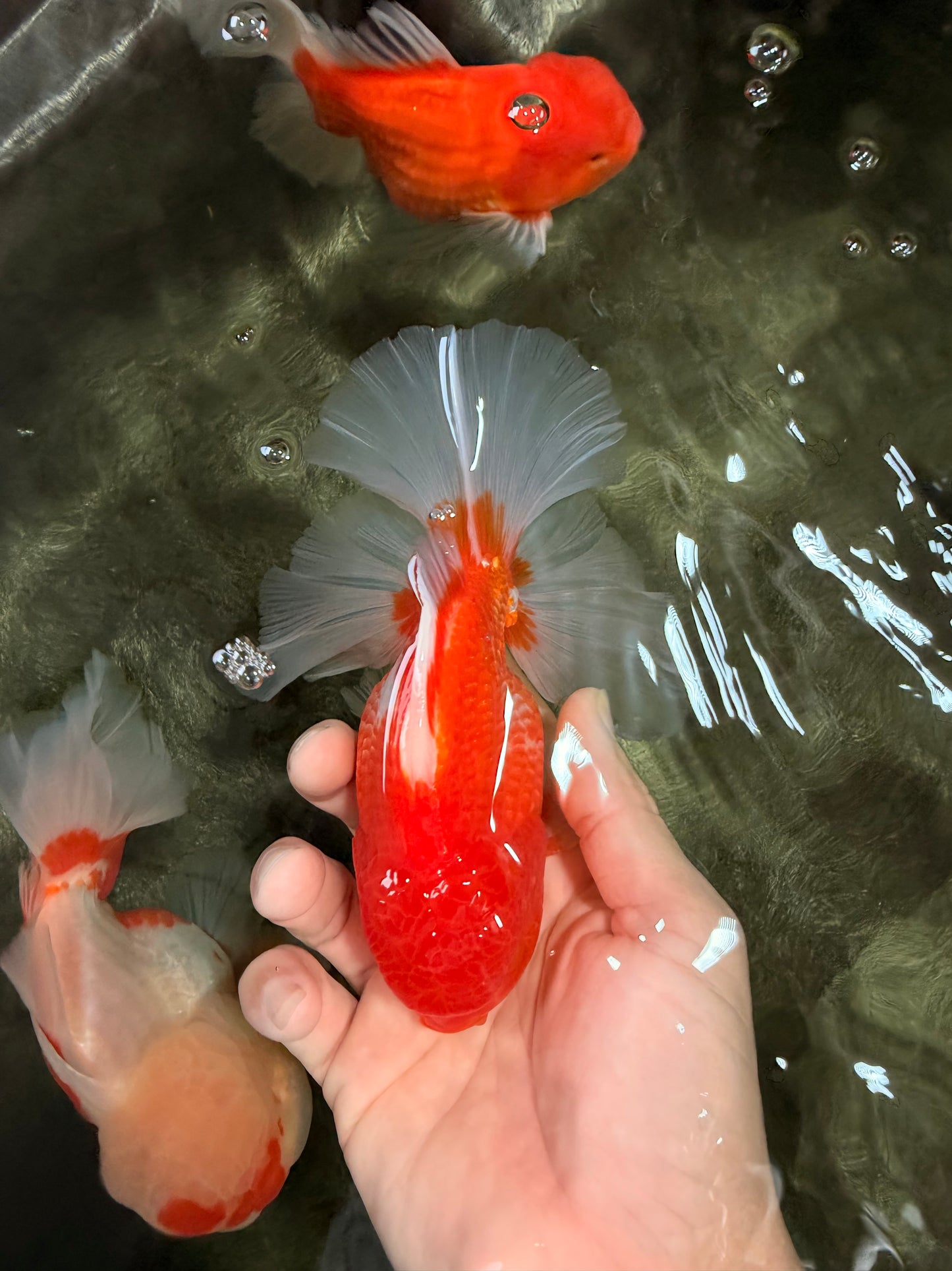 AAA Grade Red White Oranda Male 5.5 inches #072426OR_12