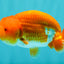 A Grade Red White LionKing 4-4.5 inches #070326LC_37