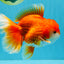 CHUNKY A Grade Red White Oranda Male 6 inches #040326OR_15