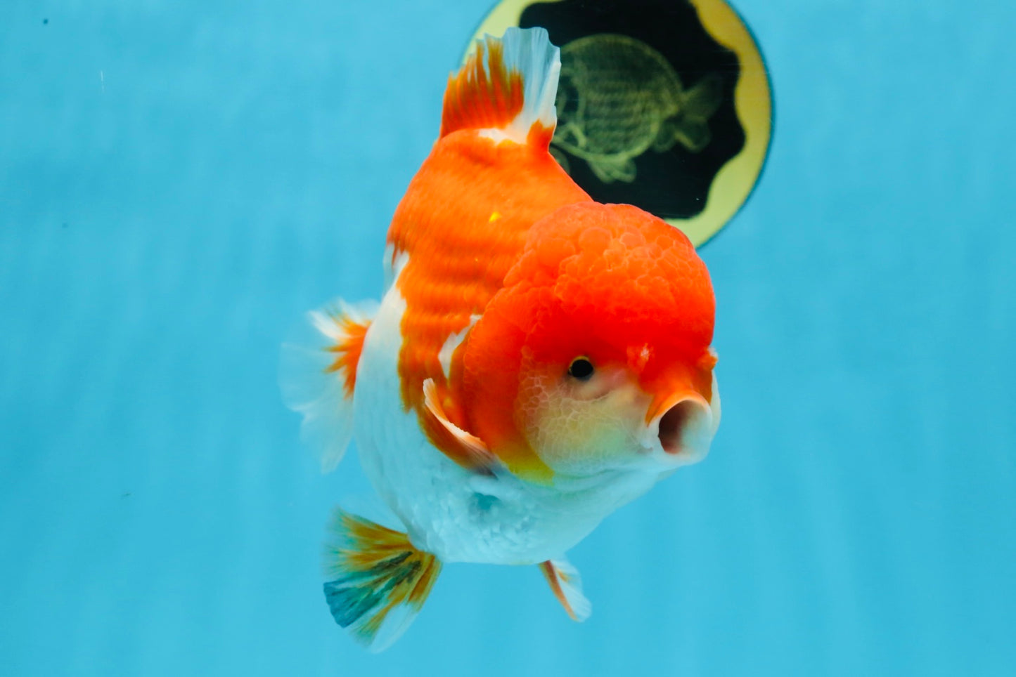 SHOW GRADE Godzilla Red White Yuanbao Male 5.5 inches #101025YB_27