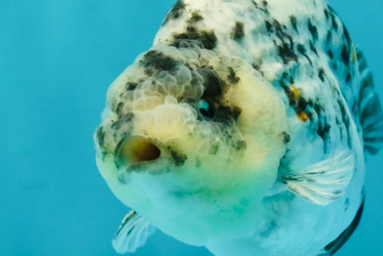 A Grade Tiger Ranchu Male 4.5-5 inches #081426RC_23