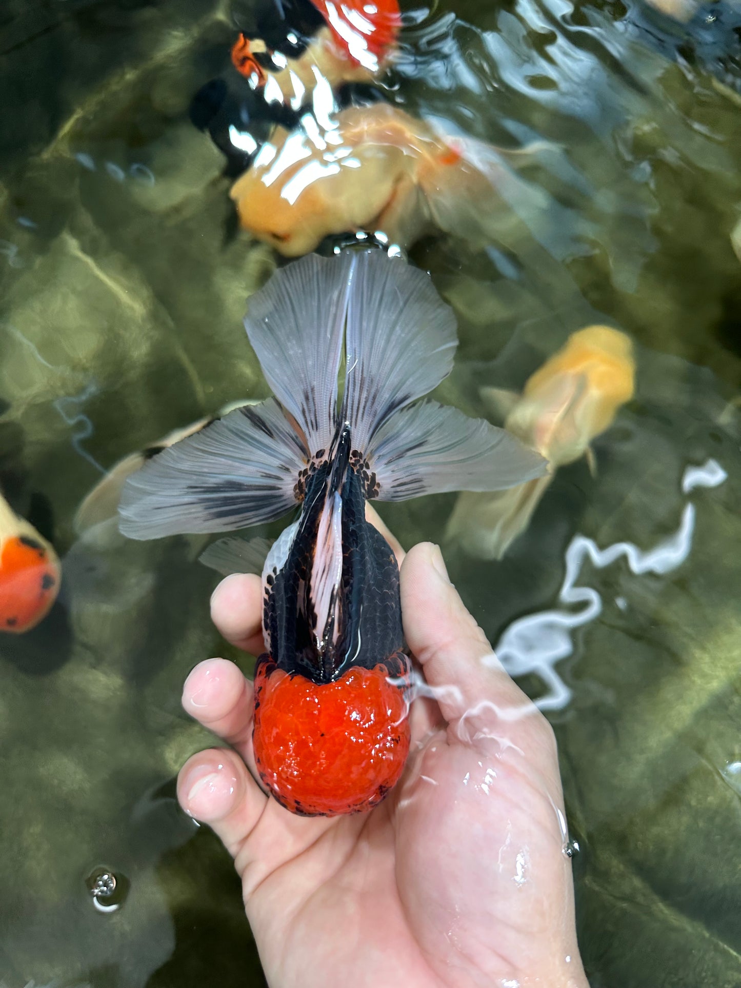 A Grade Tricolor Oranda Male 5.5 inches #060625OR_19
