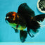 A Grade Pompom Tricolor Oranda Female 6.5 inches #112224OR_20