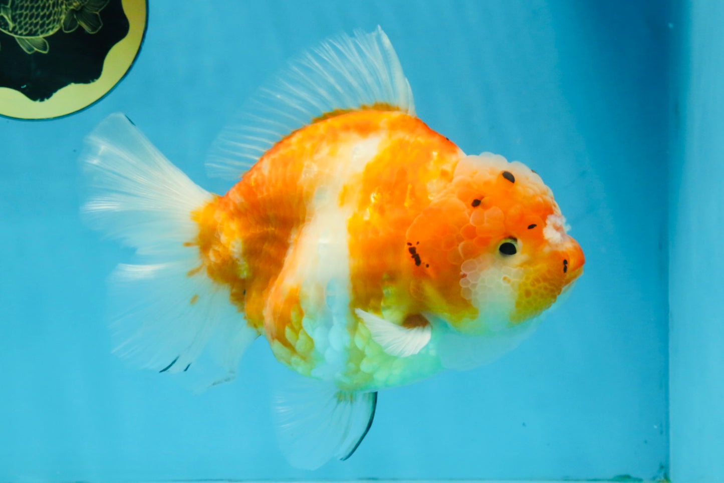 A Grade Sakura Yuanbao Female 6 inches #111425YB_02