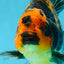 A Grade Kirin Tiger Oranda Female 5.5-6 inches #050925OR_32