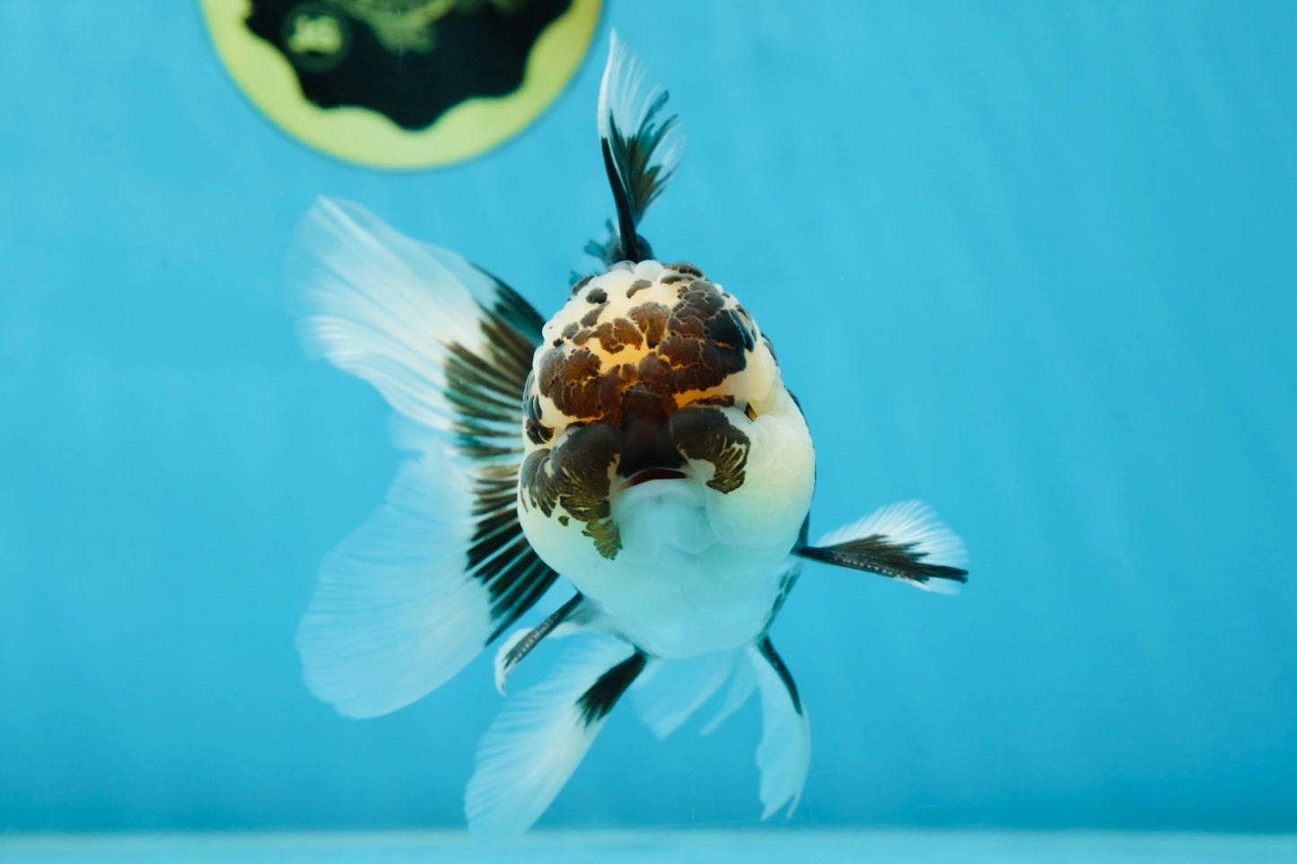 AAA Grade Panda Oranda Male 5 inches #051625OR_28