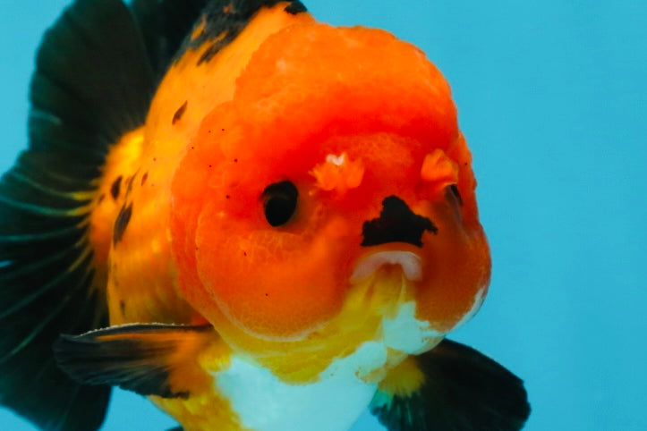 A Grade Pompom Apache Button Eyes Yuanbao Male 4 inches #050925YB_26