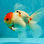 SPECIAL A Grade Tancho Sakura Oranda Male 5.5-6 inches #073126OR_09