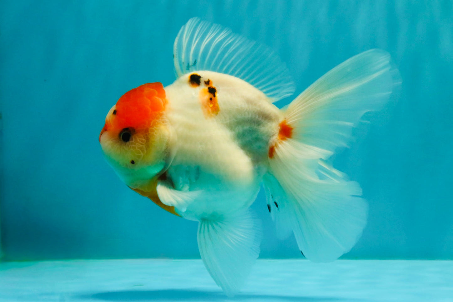SPECIAL A Grade Tancho Sakura Oranda Male 5.5-6 inches #073126OR_09