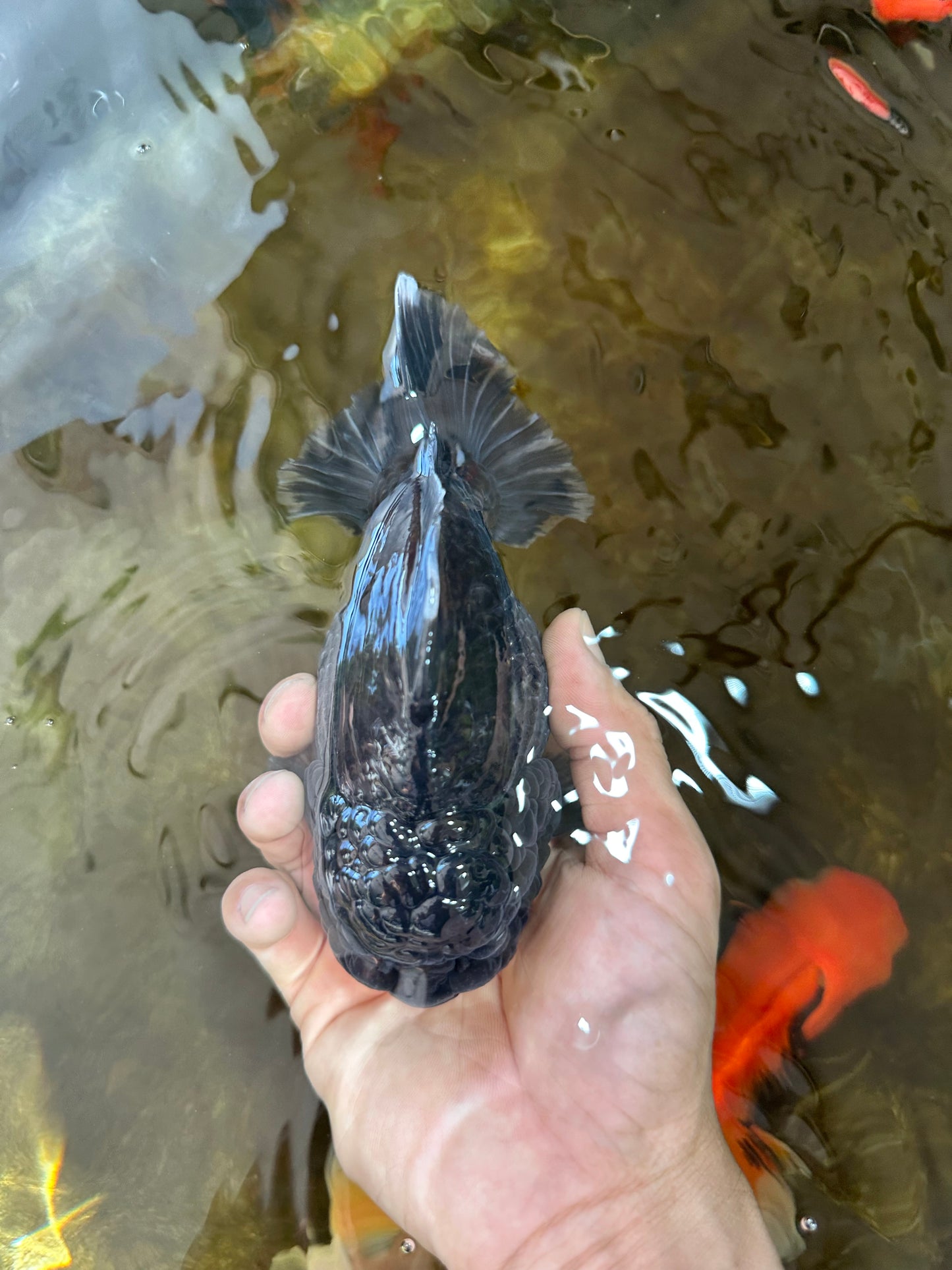 SHOW GRADE Godzilla Kirin Yuanbao Male 5.5 inches #062025YB_999