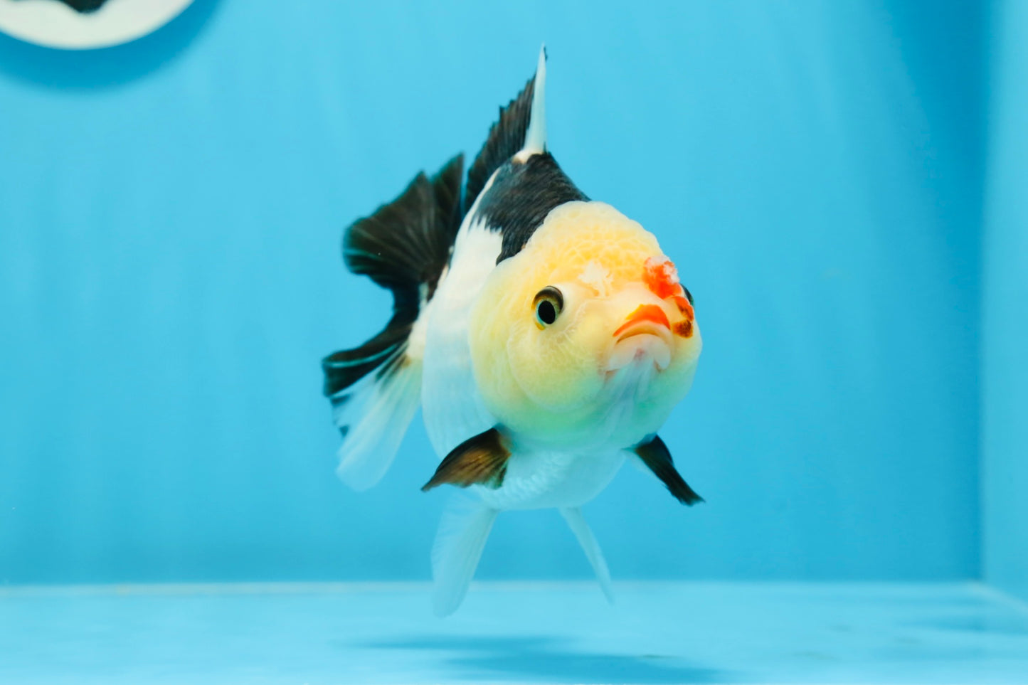 A Grade Tricolor Yuanbao Female 5 inches #0906YB_22