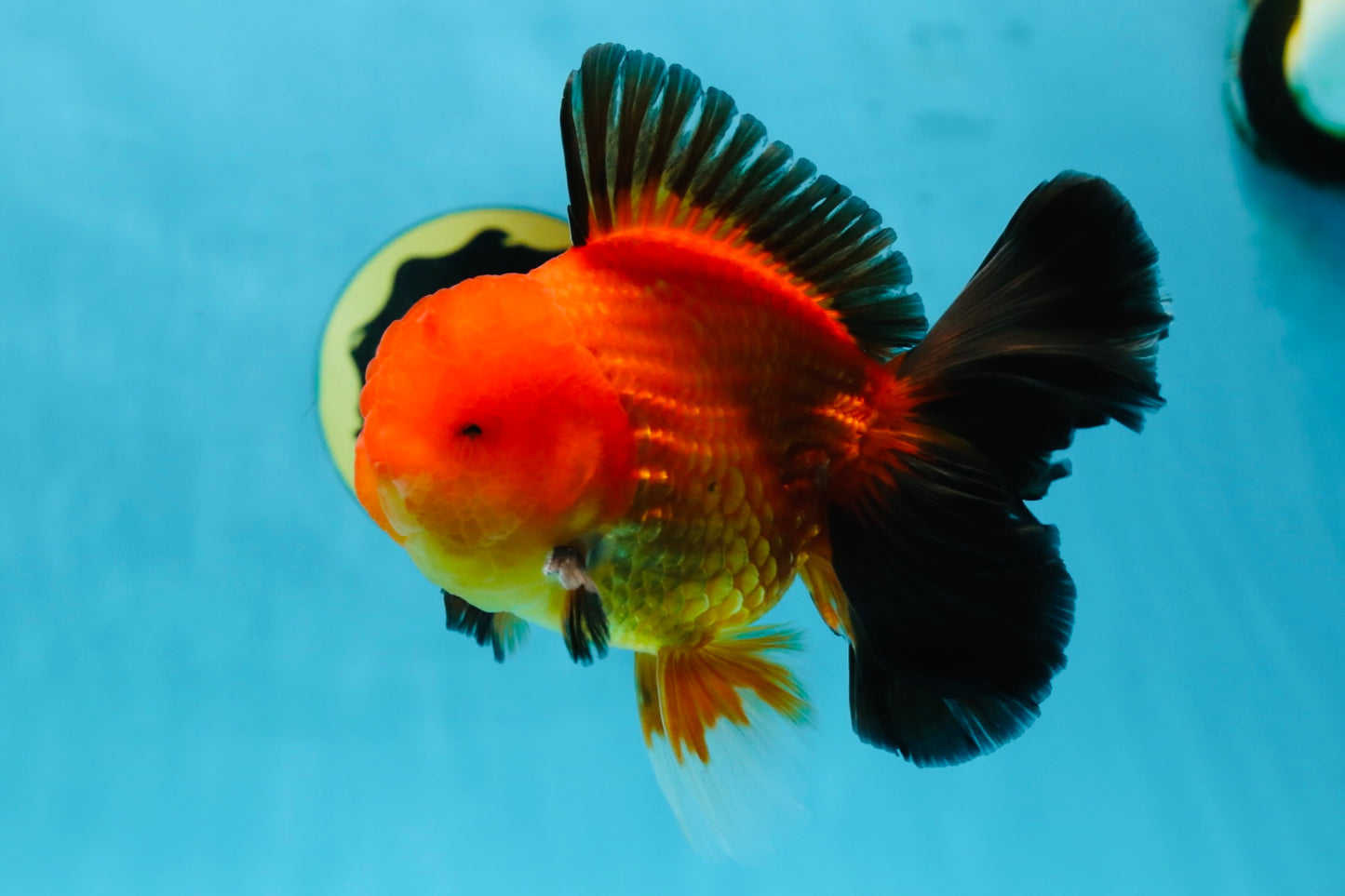 AAA Grade Godzilla Apache Oranda Male 5.5 inches #052325OR_01