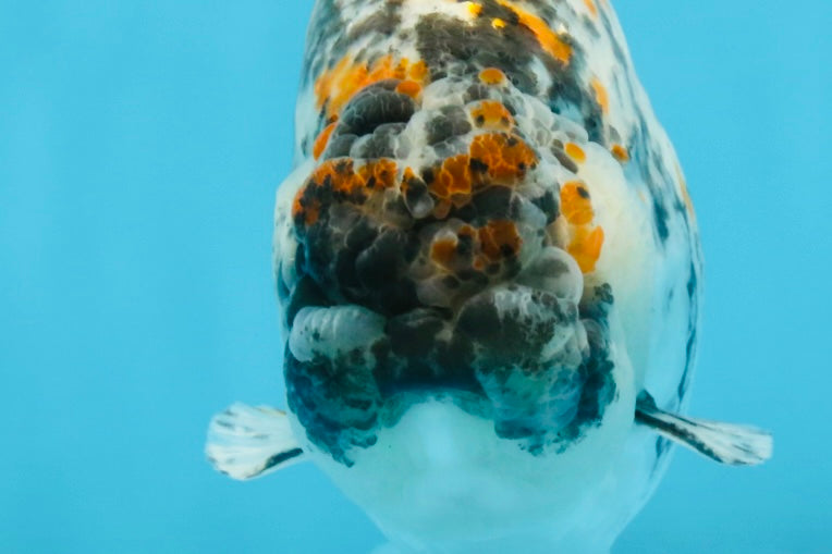 A Grade Tricolor Tiger LionKing Male 5.5 inches #102425LC_03