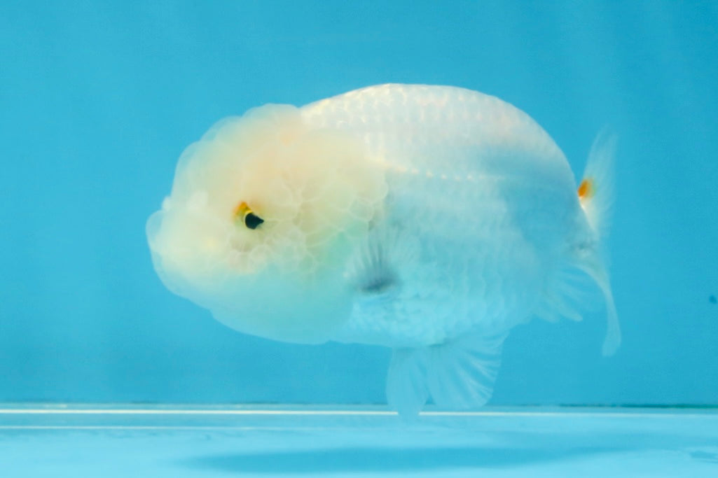 Snow White Lionchu Female 3.5 inches #121925LC_05